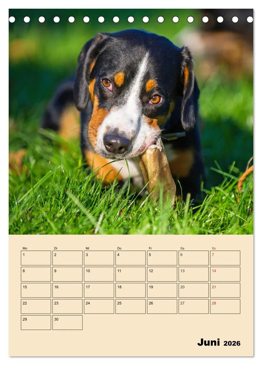 Bild: 9783516386554 | Jahresplaner Entlebucher Sennenhund (Tischkalender 2026 DIN A5...