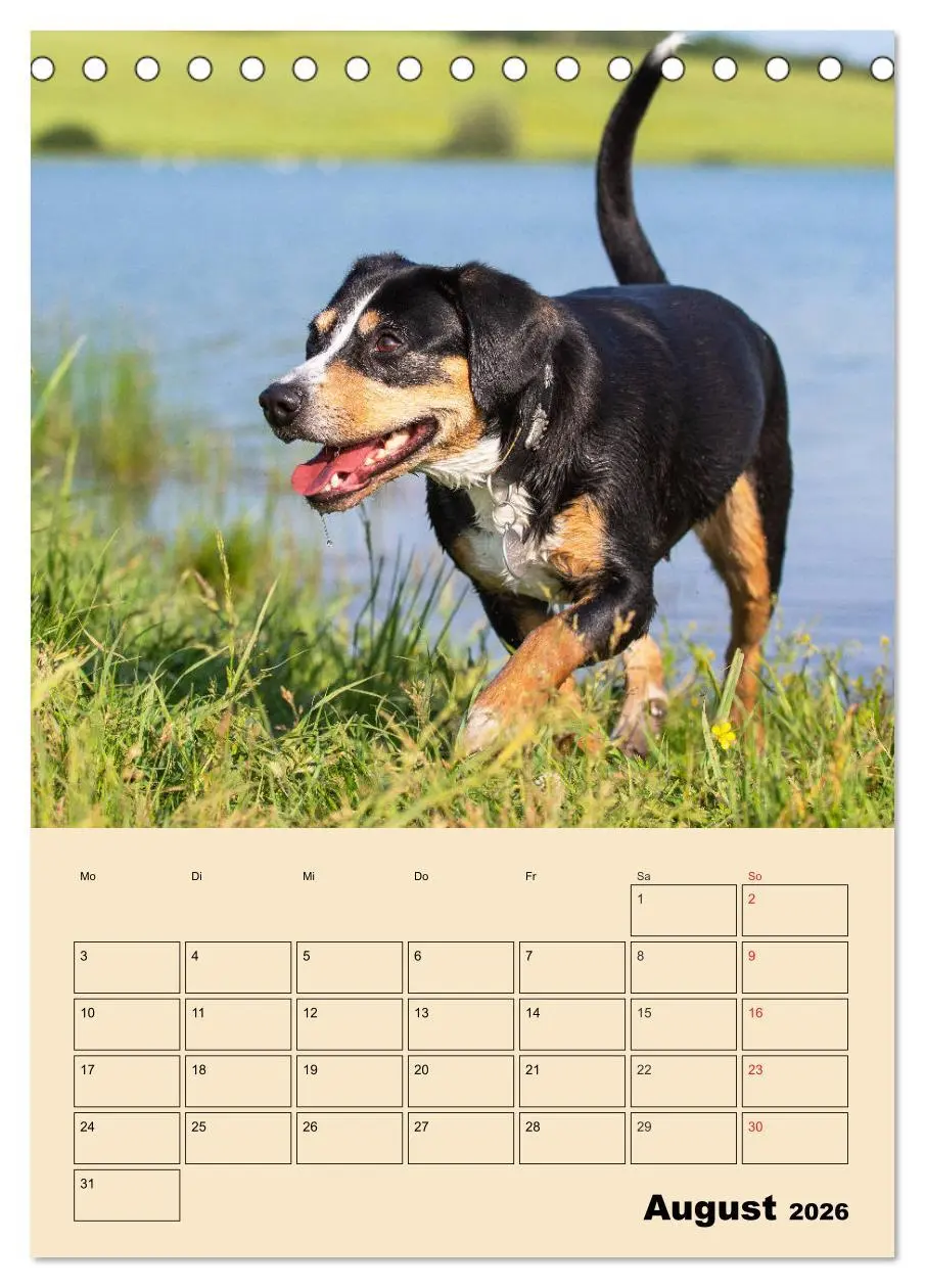 Bild: 9783516386554 | Jahresplaner Entlebucher Sennenhund (Tischkalender 2026 DIN A5...
