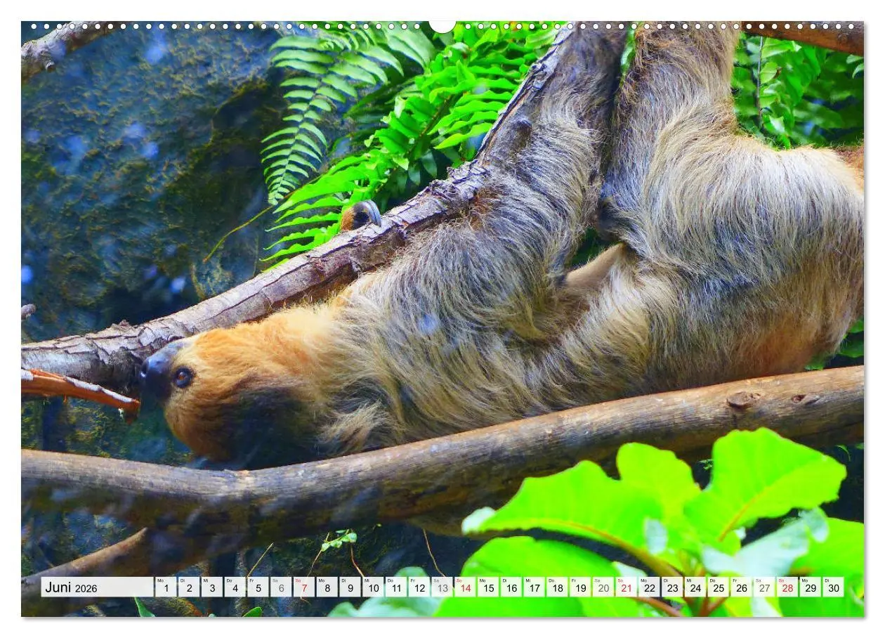 Bild: 9783457716854 | Hallo! Aufwachen! Kann bitte mal jemand das Faultier wecken?...