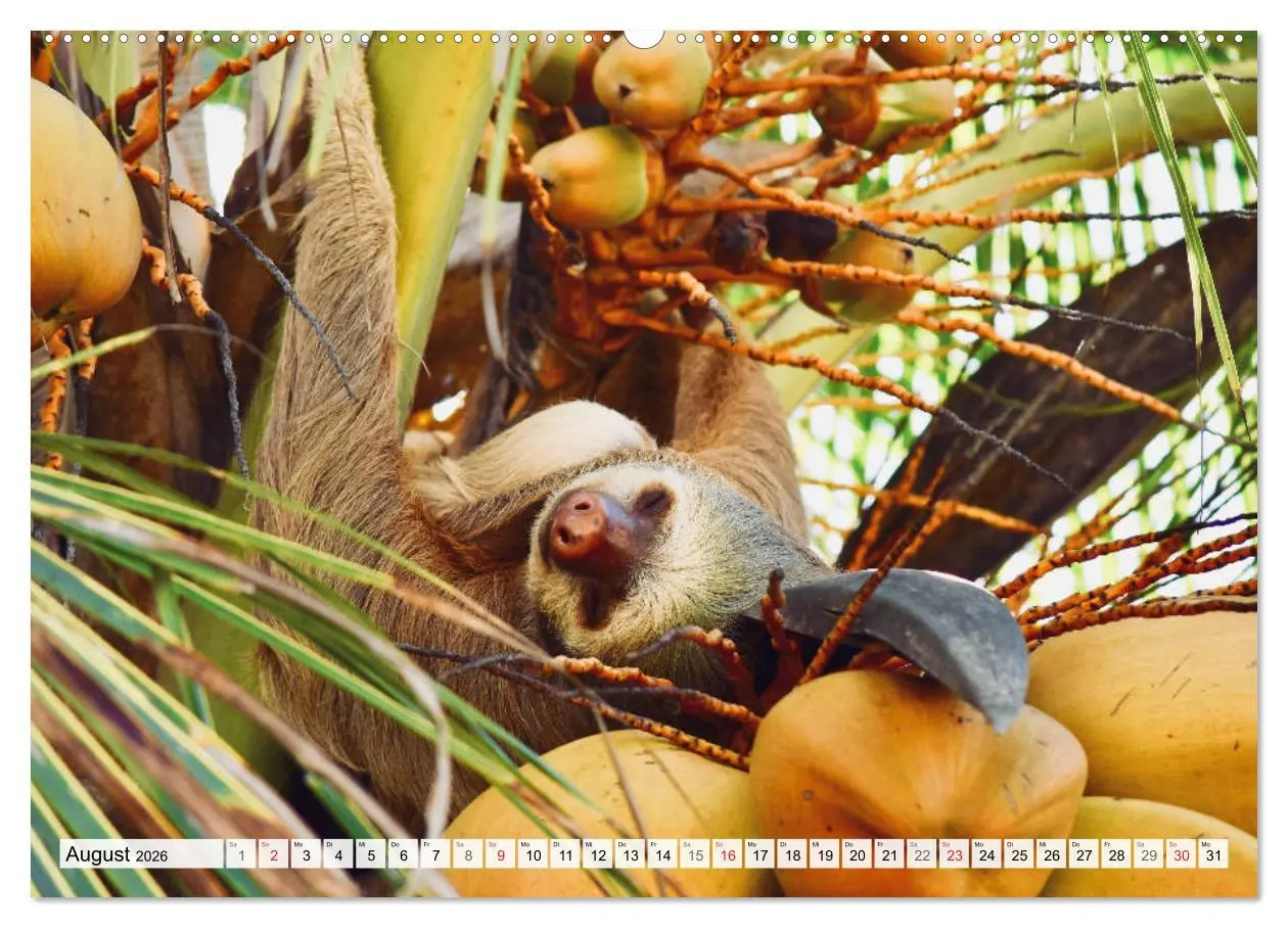 Bild: 9783457716854 | Hallo! Aufwachen! Kann bitte mal jemand das Faultier wecken?...