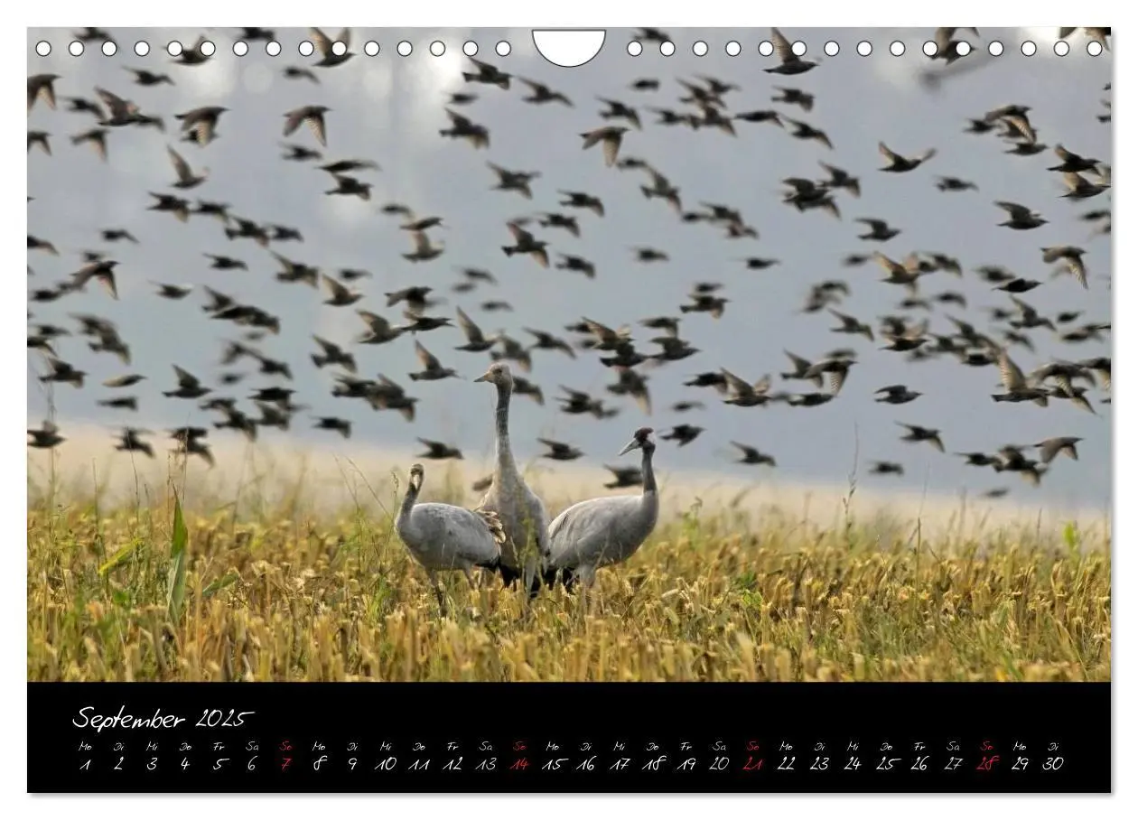 Bild: 9783435817054 | Kraniche - Vögel des Glücks (Wandkalender 2025 DIN A4 quer),...