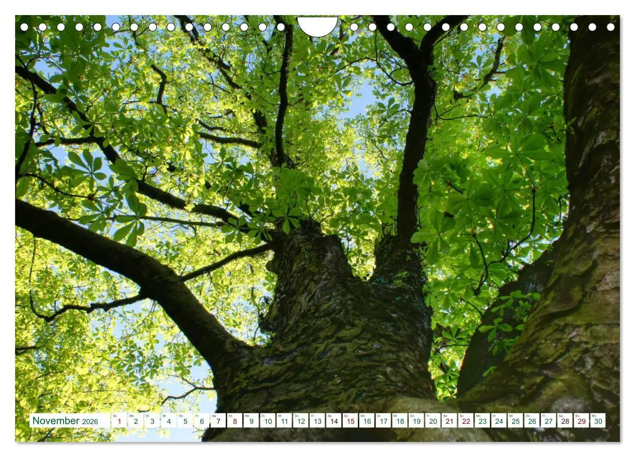 Bild: 9783457907054 | GRÜN . Die Kraft der Natur (Wandkalender 2026 DIN A4 quer),...