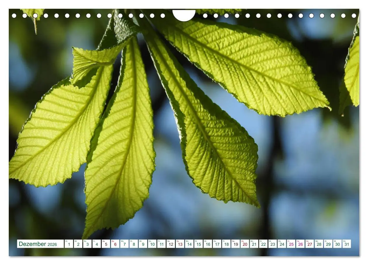 Bild: 9783457907054 | GRÜN . Die Kraft der Natur (Wandkalender 2026 DIN A4 quer),...