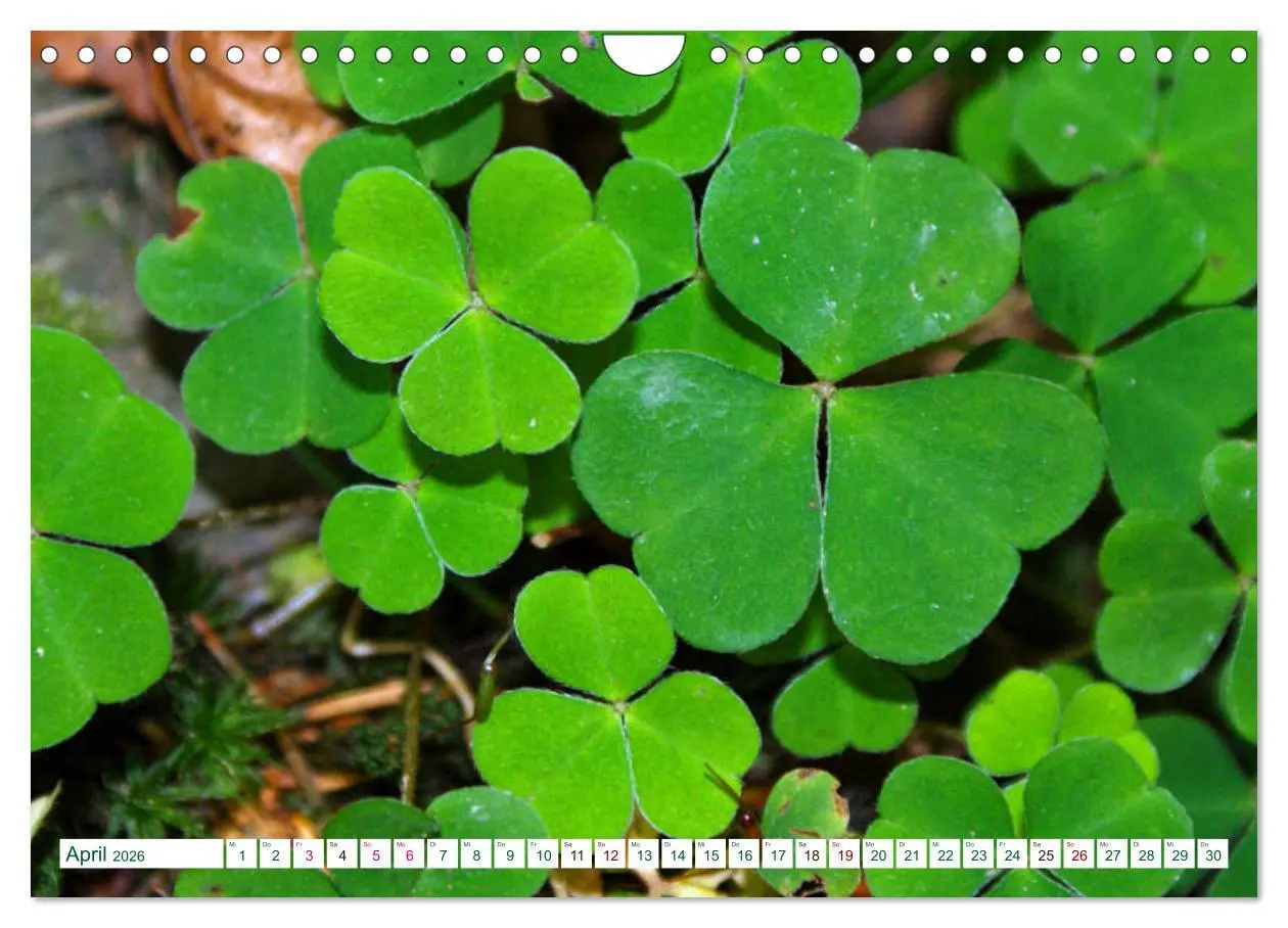 Bild: 9783457907054 | GRÜN . Die Kraft der Natur (Wandkalender 2026 DIN A4 quer),...