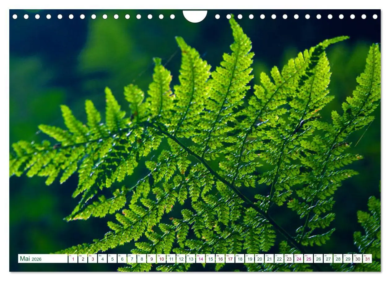 Bild: 9783457907054 | GRÜN . Die Kraft der Natur (Wandkalender 2026 DIN A4 quer),...