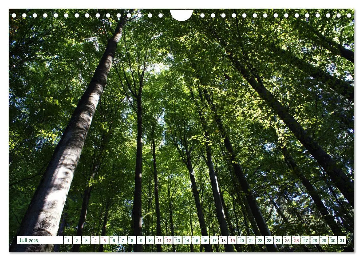 Bild: 9783457907054 | GRÜN . Die Kraft der Natur (Wandkalender 2026 DIN A4 quer),...