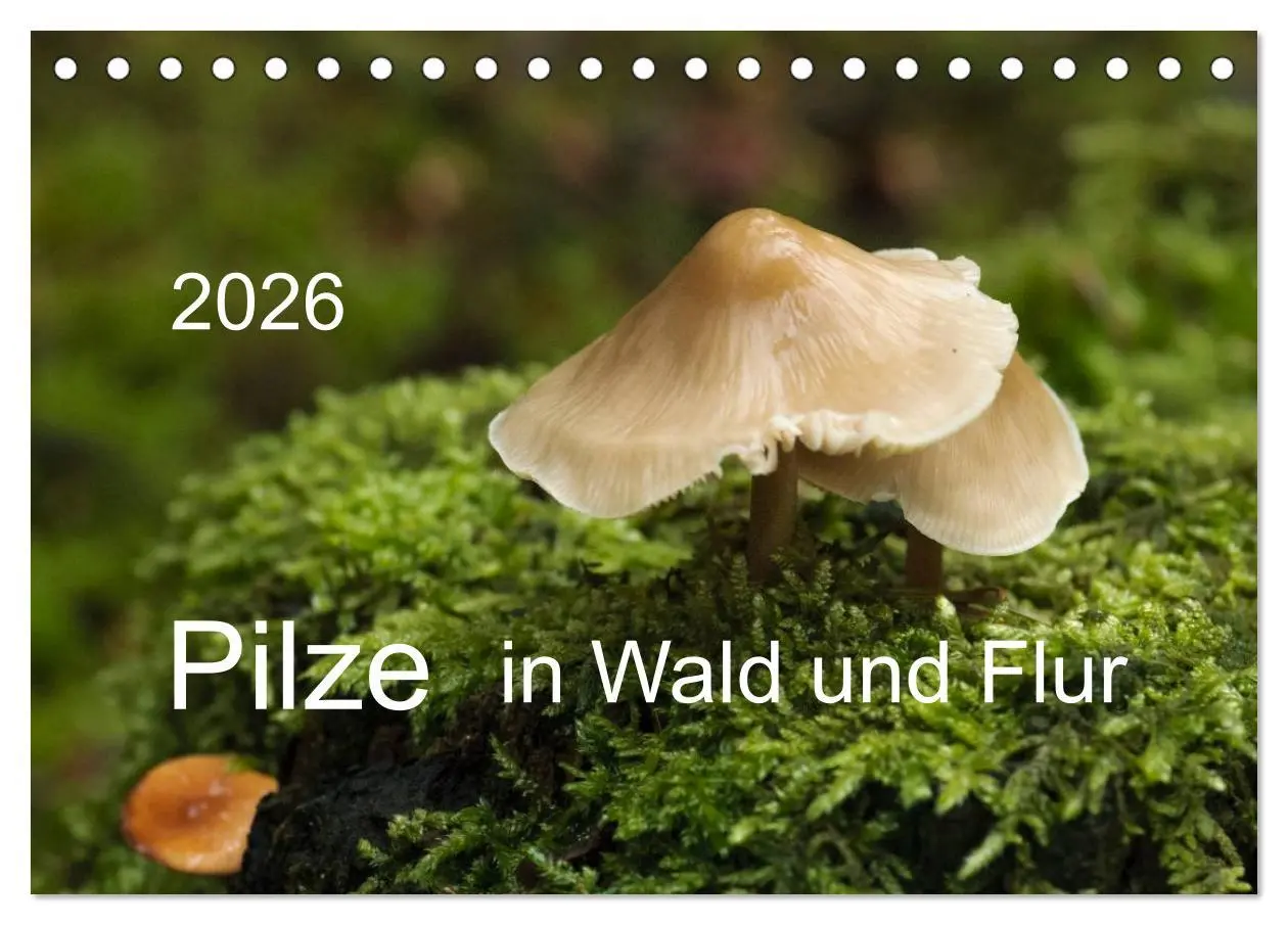Cover: 9783516087154 | Pilze in Wald und Flur (Tischkalender 2026 DIN A5 quer), CALVENDO...