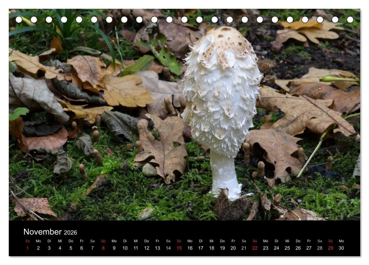 Bild: 9783516087154 | Pilze in Wald und Flur (Tischkalender 2026 DIN A5 quer), CALVENDO...