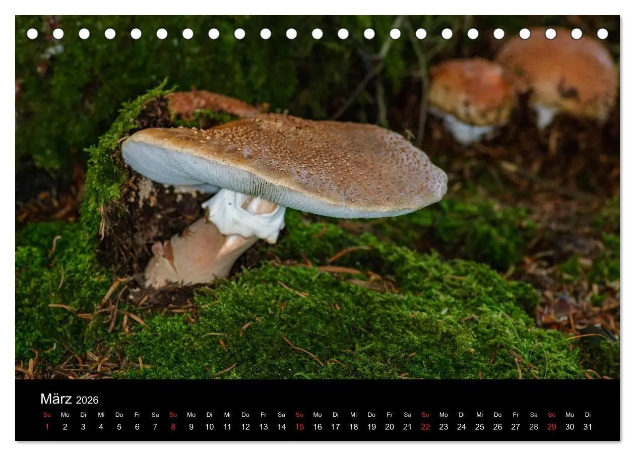Bild: 9783516087154 | Pilze in Wald und Flur (Tischkalender 2026 DIN A5 quer), CALVENDO...