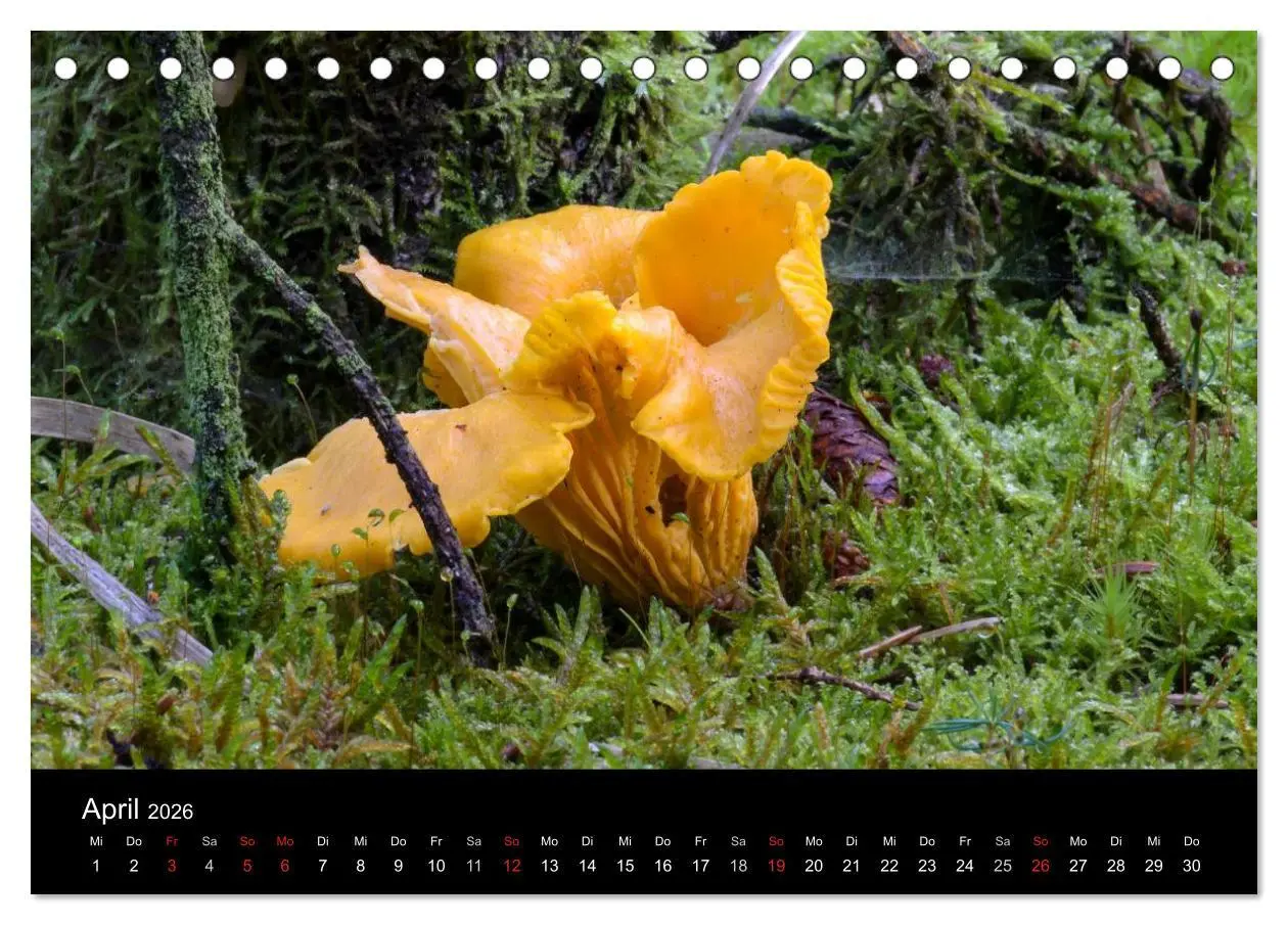 Bild: 9783516087154 | Pilze in Wald und Flur (Tischkalender 2026 DIN A5 quer), CALVENDO...