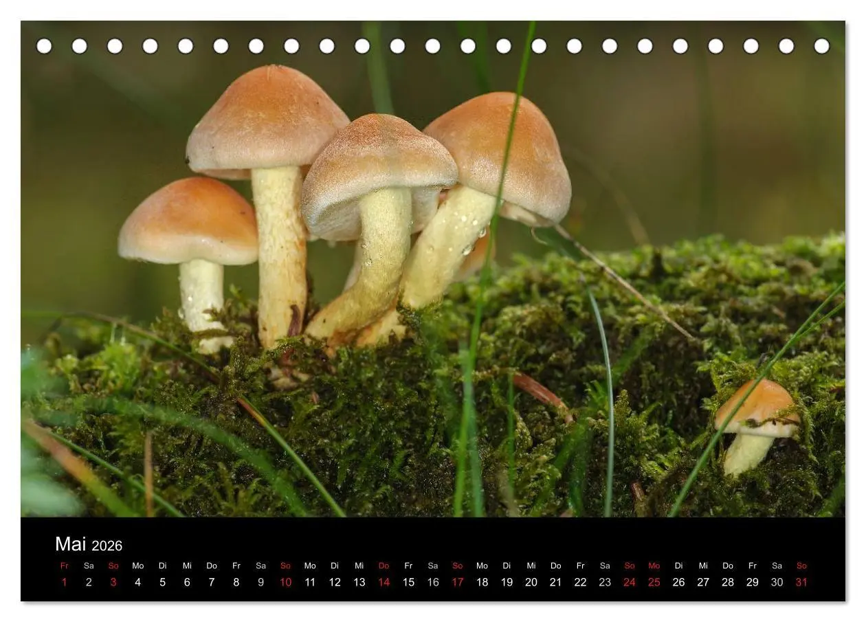 Bild: 9783516087154 | Pilze in Wald und Flur (Tischkalender 2026 DIN A5 quer), CALVENDO...