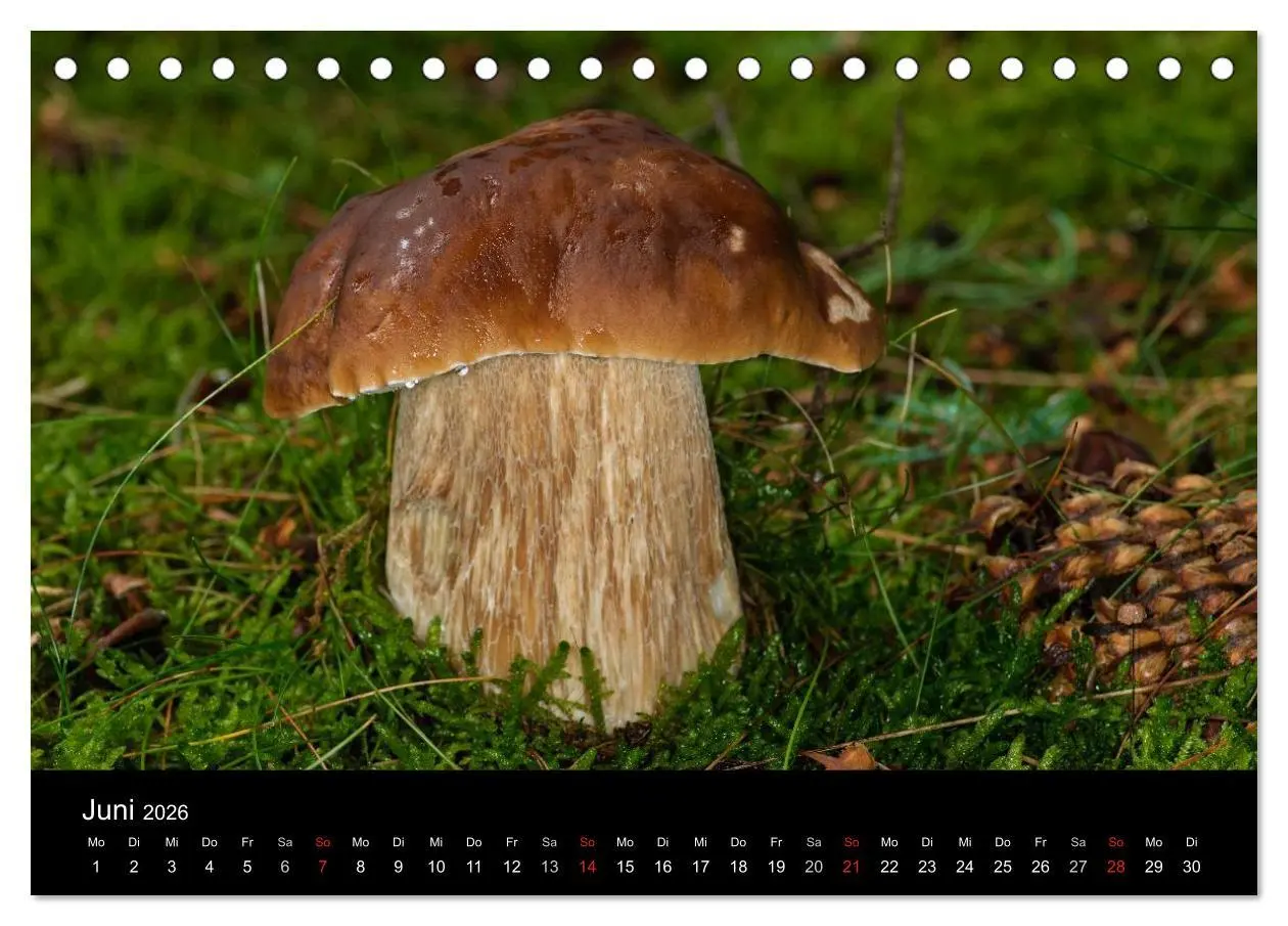 Bild: 9783516087154 | Pilze in Wald und Flur (Tischkalender 2026 DIN A5 quer), CALVENDO...