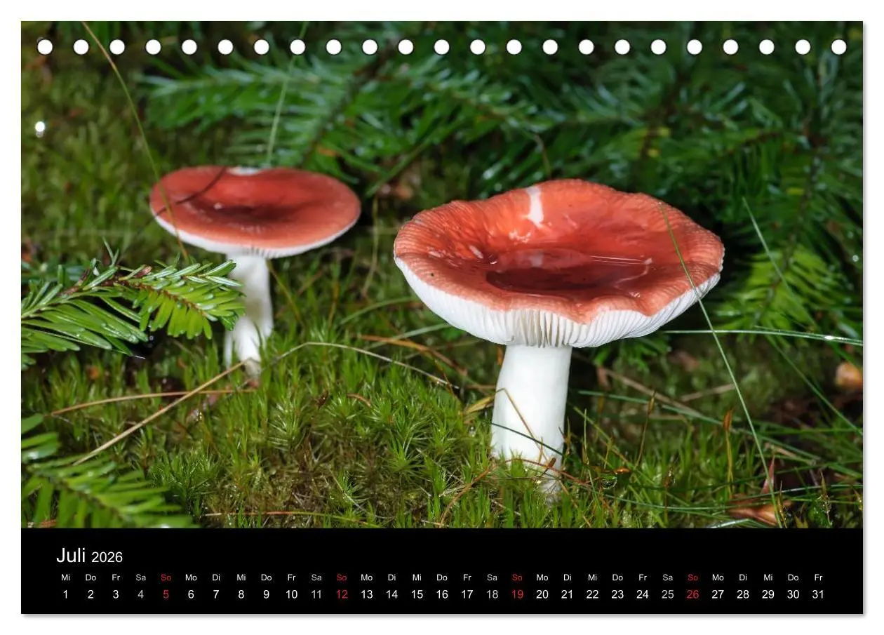 Bild: 9783516087154 | Pilze in Wald und Flur (Tischkalender 2026 DIN A5 quer), CALVENDO...