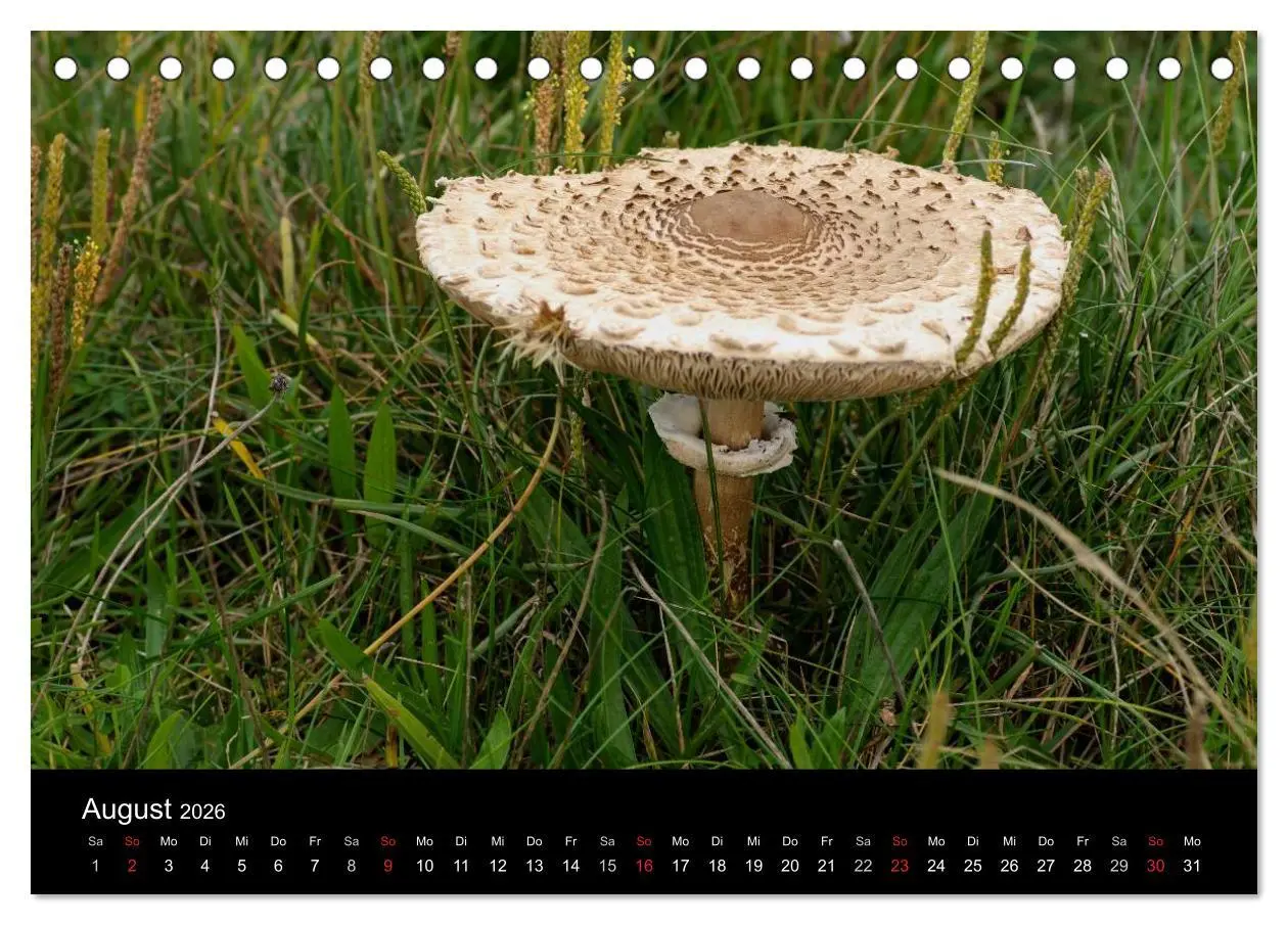 Bild: 9783516087154 | Pilze in Wald und Flur (Tischkalender 2026 DIN A5 quer), CALVENDO...
