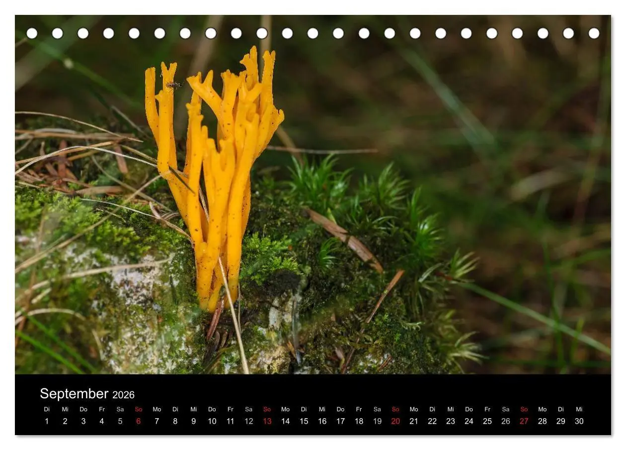 Bild: 9783516087154 | Pilze in Wald und Flur (Tischkalender 2026 DIN A5 quer), CALVENDO...