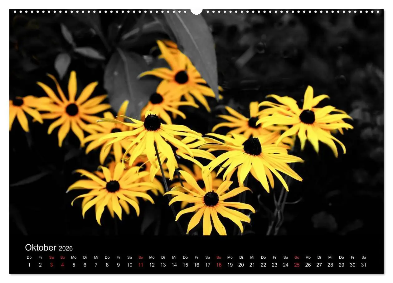 Bild: 9783516157154 | schwarz/weiß trifft farbe (Wandkalender 2026 DIN A2 quer), CALVENDO...