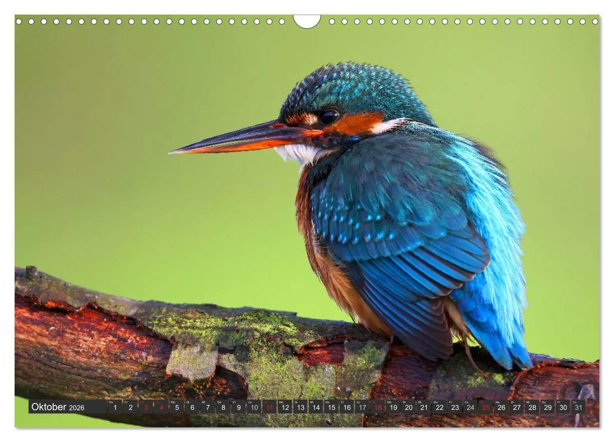 Bild: 9783516227154 | Der Eisvogel (Wandkalender 2026 DIN A3 quer), CALVENDO Monatskalender