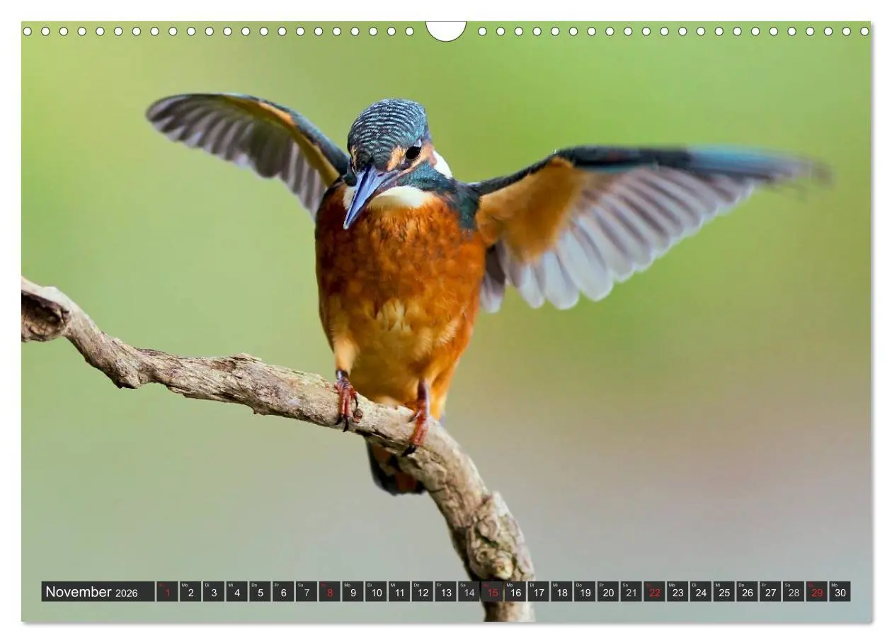 Bild: 9783516227154 | Der Eisvogel (Wandkalender 2026 DIN A3 quer), CALVENDO Monatskalender