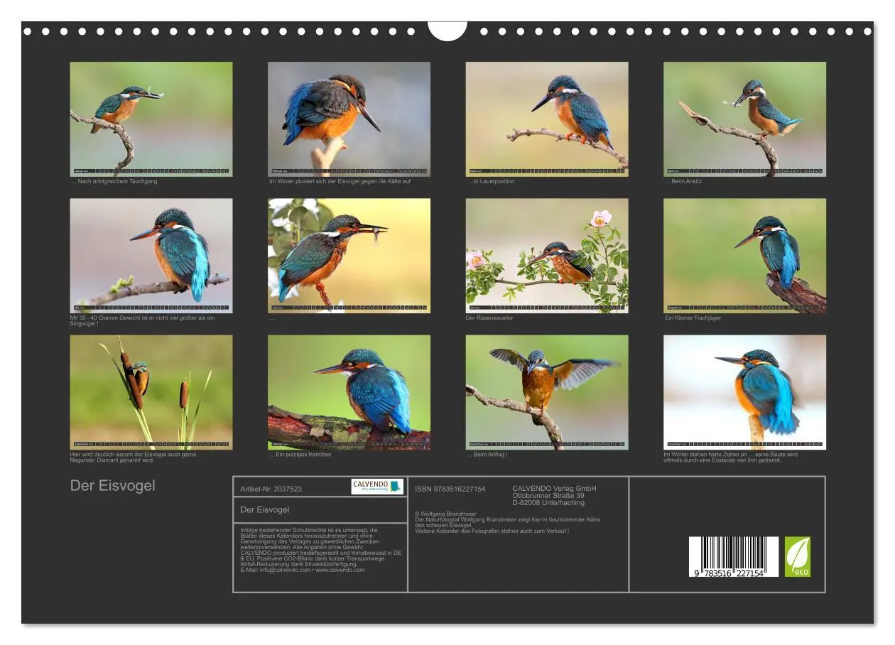 Bild: 9783516227154 | Der Eisvogel (Wandkalender 2026 DIN A3 quer), CALVENDO Monatskalender