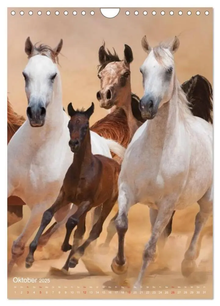 Bild: 9783457057254 | Arabische Pferde - Geschöpfe des Windes (Wandkalender 2025 DIN A4...