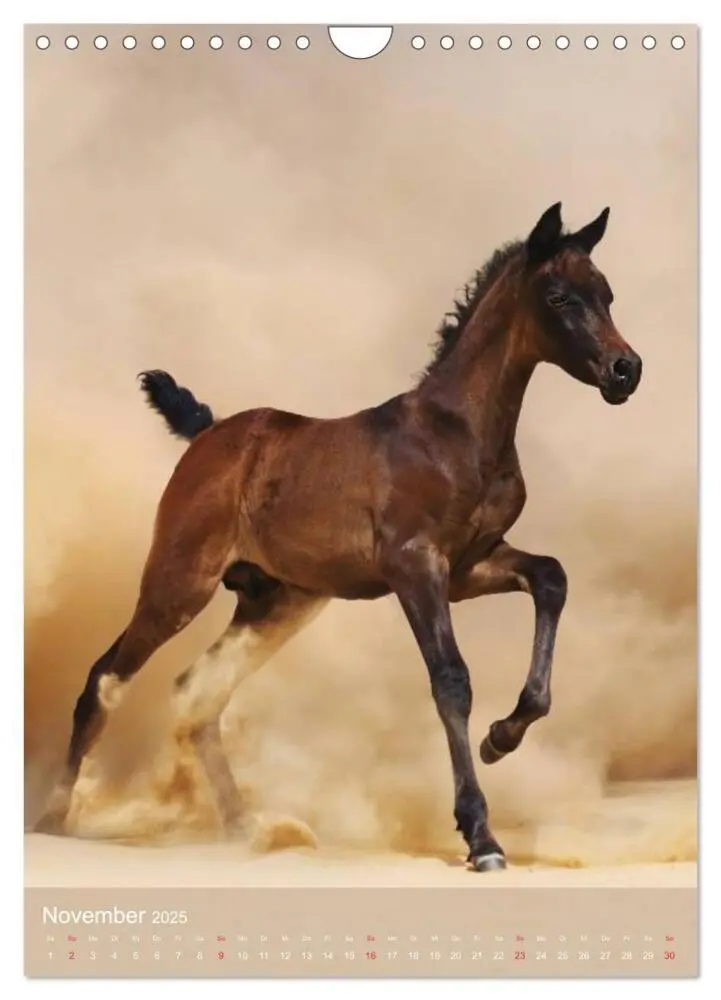 Bild: 9783457057254 | Arabische Pferde - Geschöpfe des Windes (Wandkalender 2025 DIN A4...