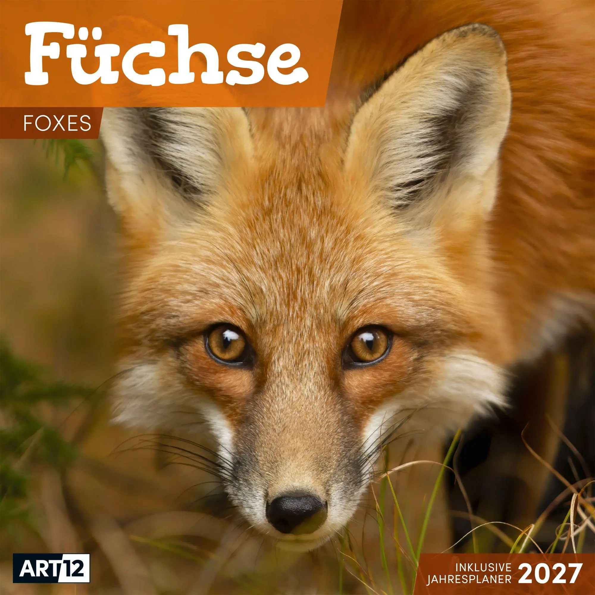 Cover: 9783838447254 | Füchse Kalender 2027 - 30x30 - Art12 | Ackermann Kunstverlag GmbH