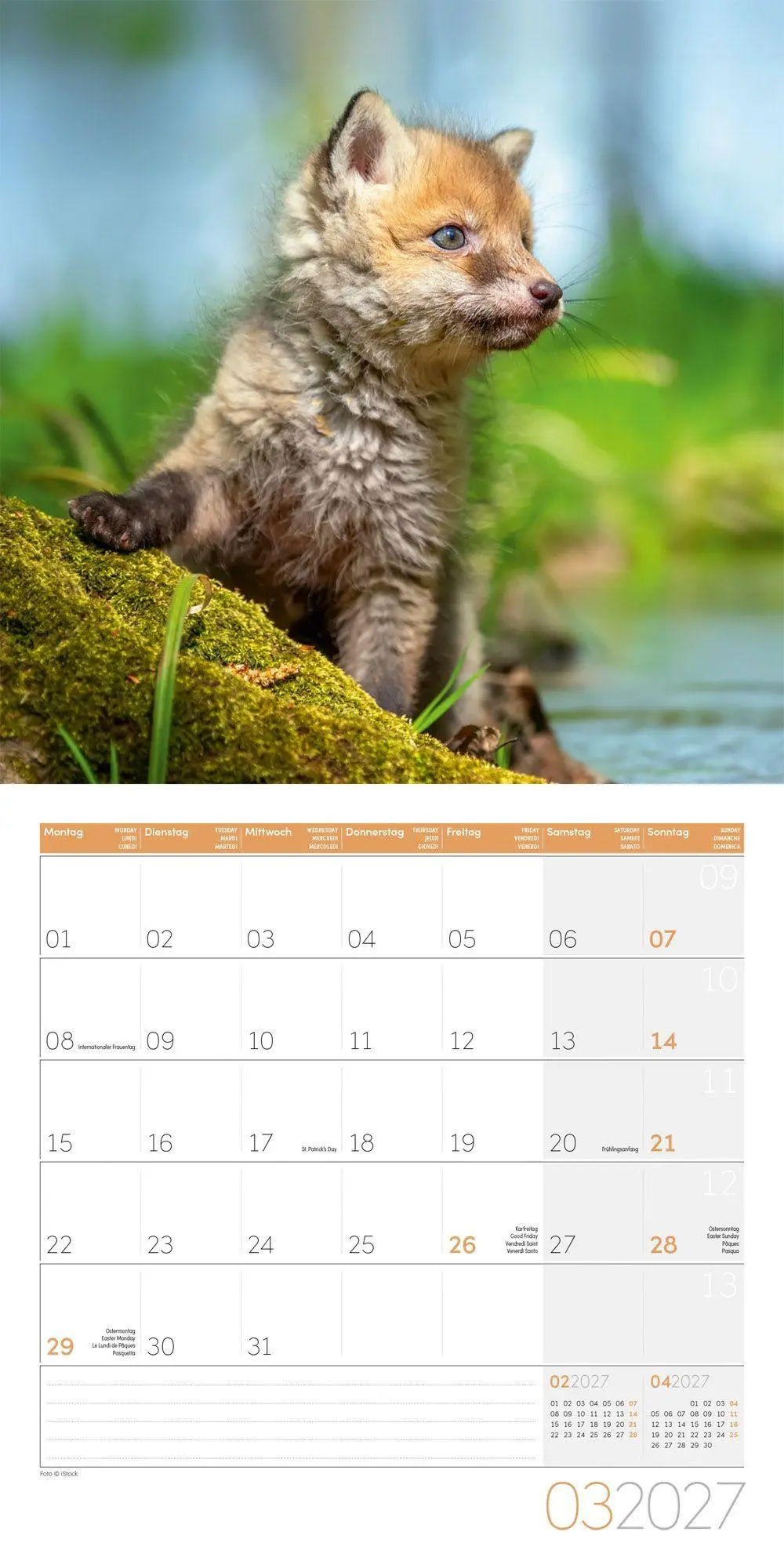 Bild: 9783838447254 | Füchse Kalender 2027 - 30x30 - Art12 | Ackermann Kunstverlag GmbH