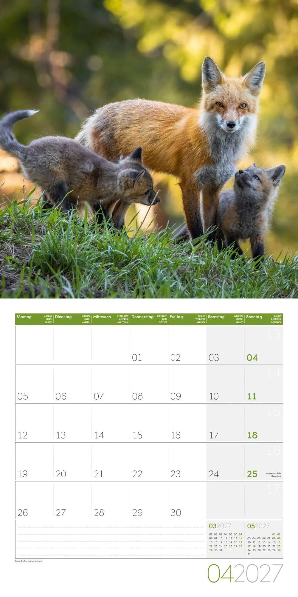 Bild: 9783838447254 | Füchse Kalender 2027 - 30x30 - Art12 | Ackermann Kunstverlag GmbH