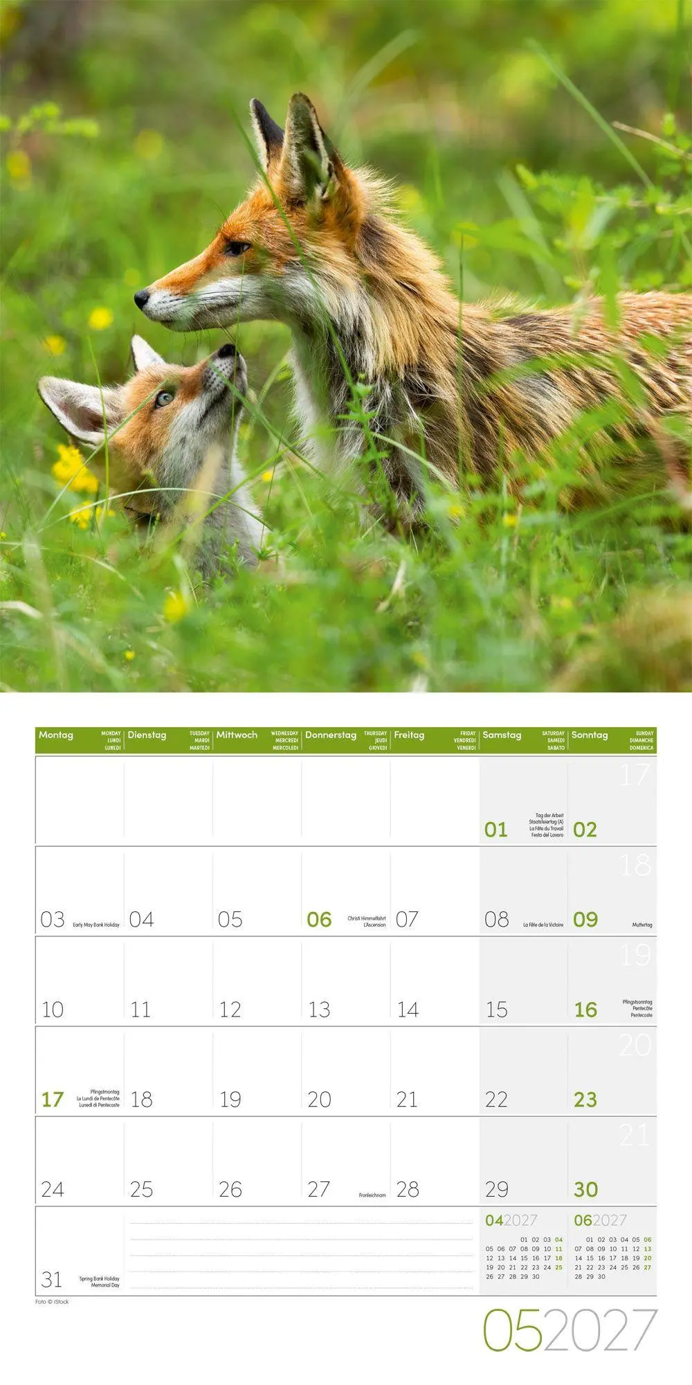 Bild: 9783838447254 | Füchse Kalender 2027 - 30x30 - Art12 | Ackermann Kunstverlag GmbH