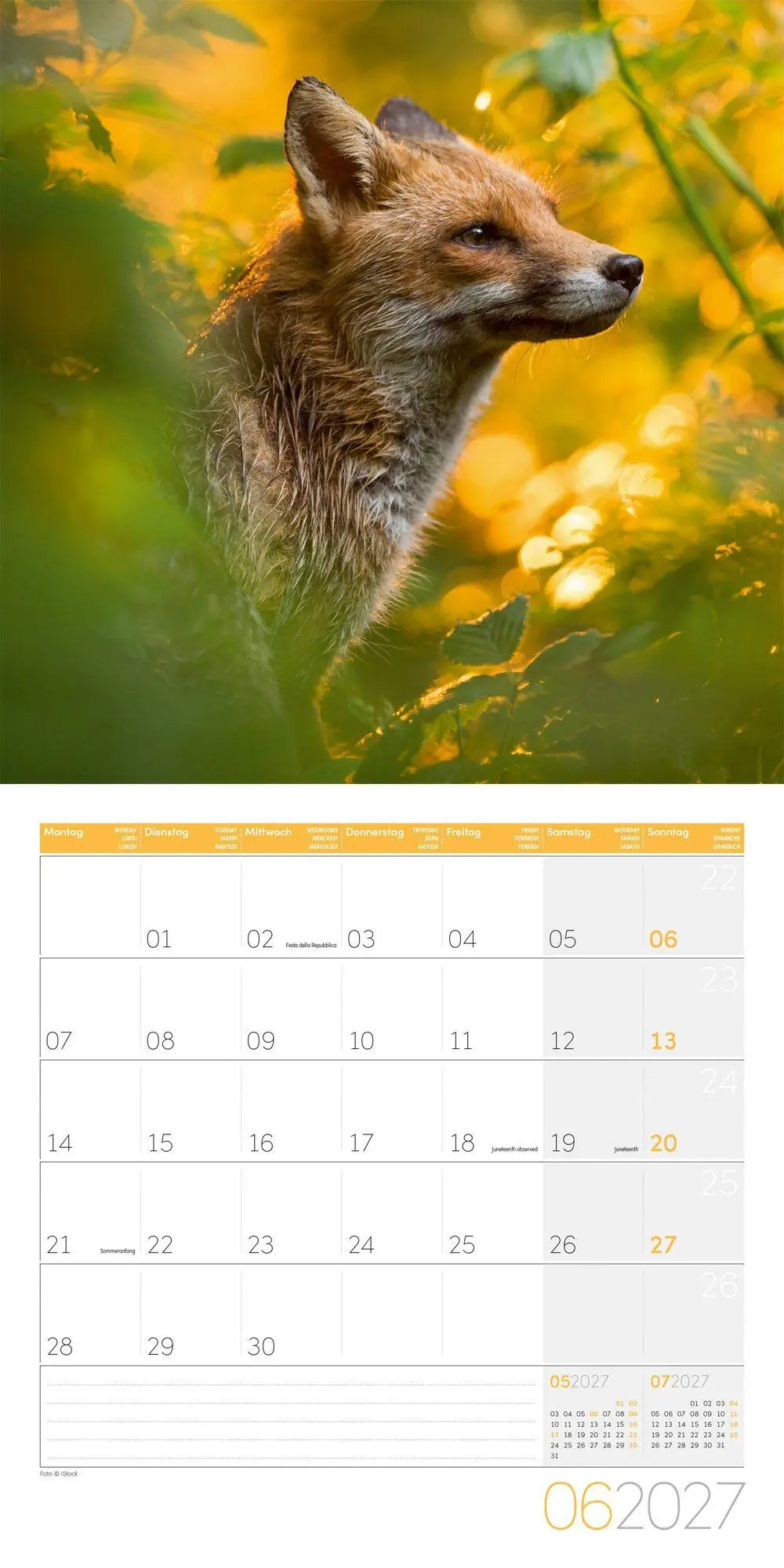 Bild: 9783838447254 | Füchse Kalender 2027 - 30x30 - Art12 | Ackermann Kunstverlag GmbH