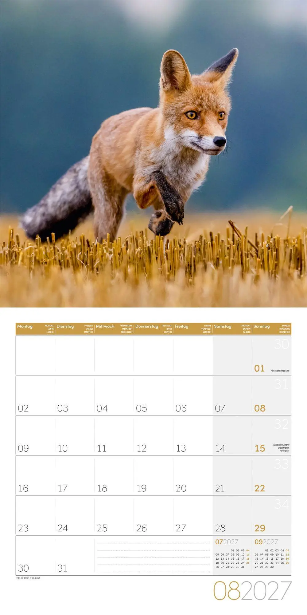 Bild: 9783838447254 | Füchse Kalender 2027 - 30x30 - Art12 | Ackermann Kunstverlag GmbH