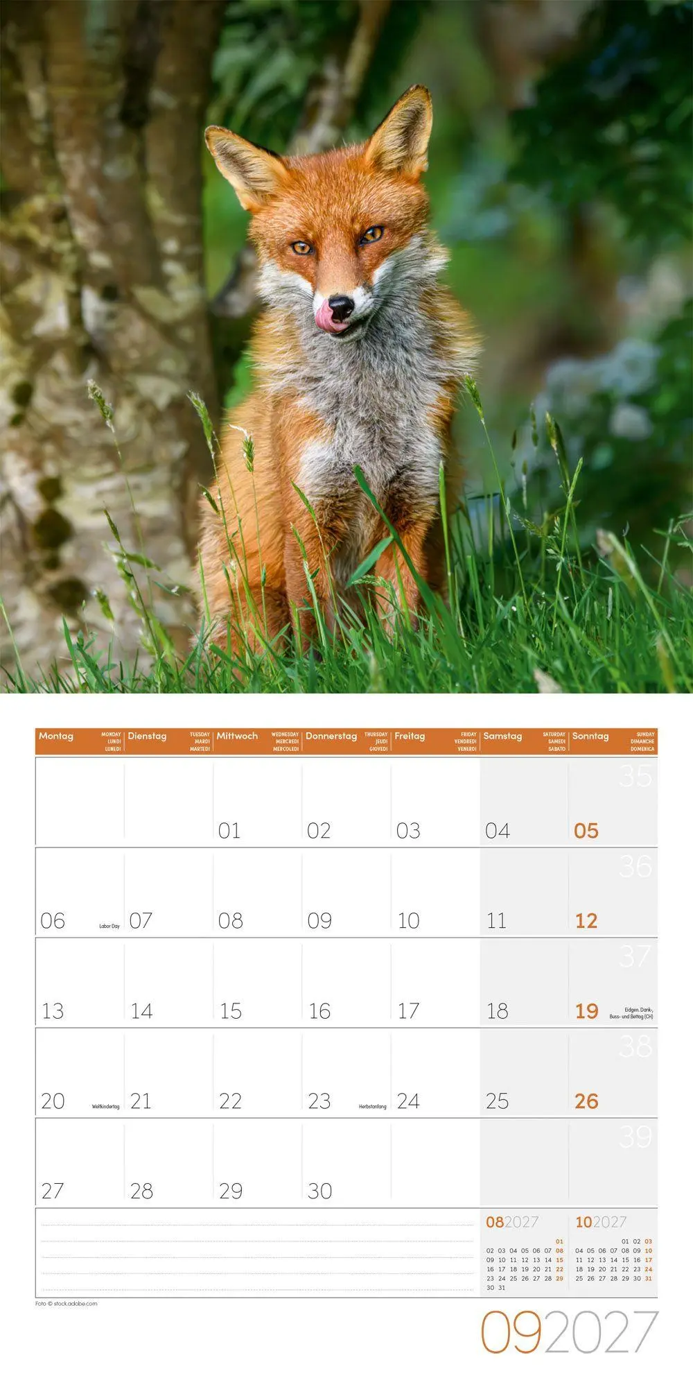 Bild: 9783838447254 | Füchse Kalender 2027 - 30x30 - Art12 | Ackermann Kunstverlag GmbH