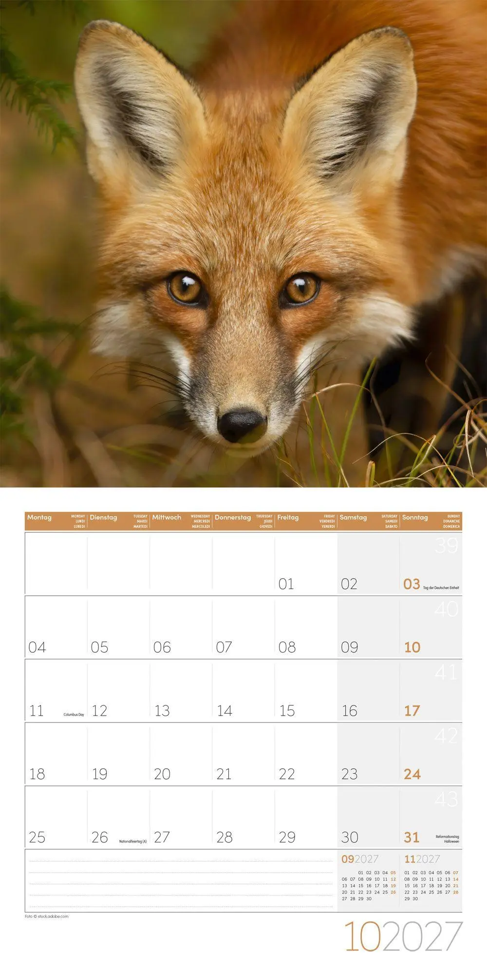 Bild: 9783838447254 | Füchse Kalender 2027 - 30x30 - Art12 | Ackermann Kunstverlag GmbH
