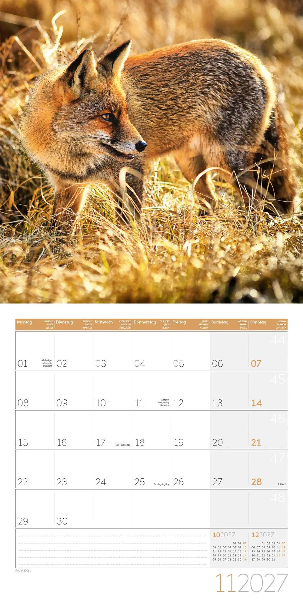 Bild: 9783838447254 | Füchse Kalender 2027 - 30x30 - Art12 | Ackermann Kunstverlag GmbH