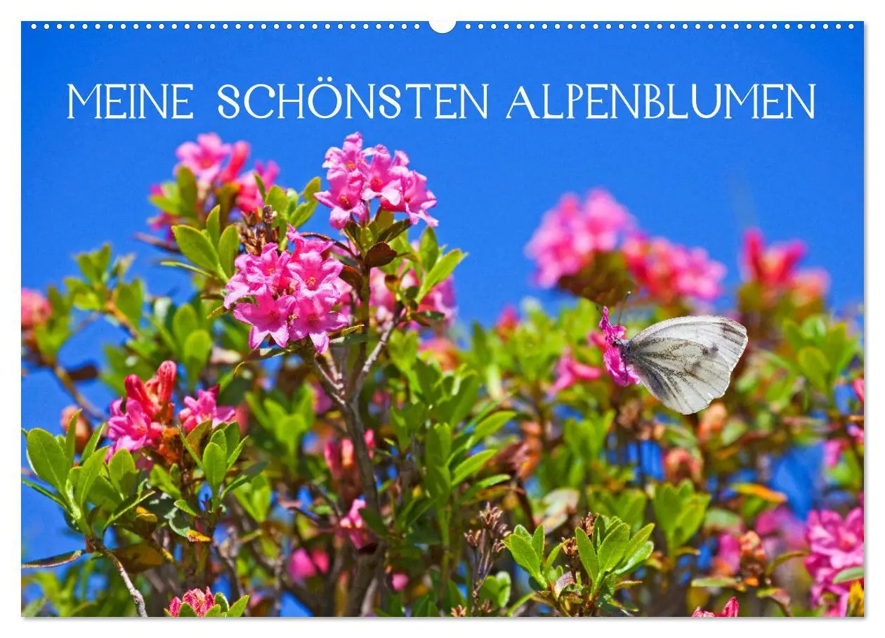 Cover: 9783457277454 | Meine schönsten Alpenblumen (Wandkalender 2026 DIN A2 quer),...