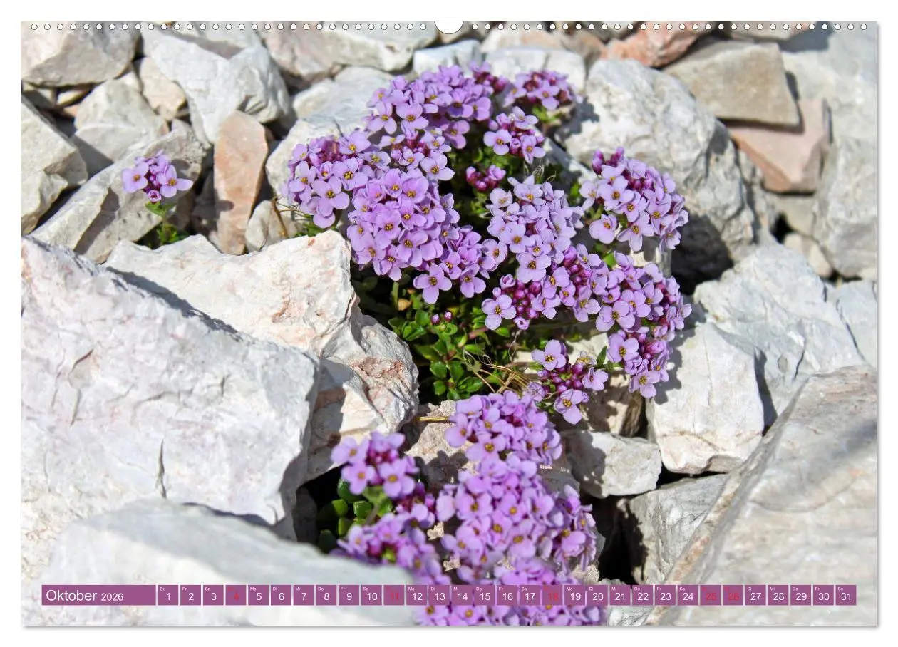 Bild: 9783457277454 | Meine schönsten Alpenblumen (Wandkalender 2026 DIN A2 quer),...