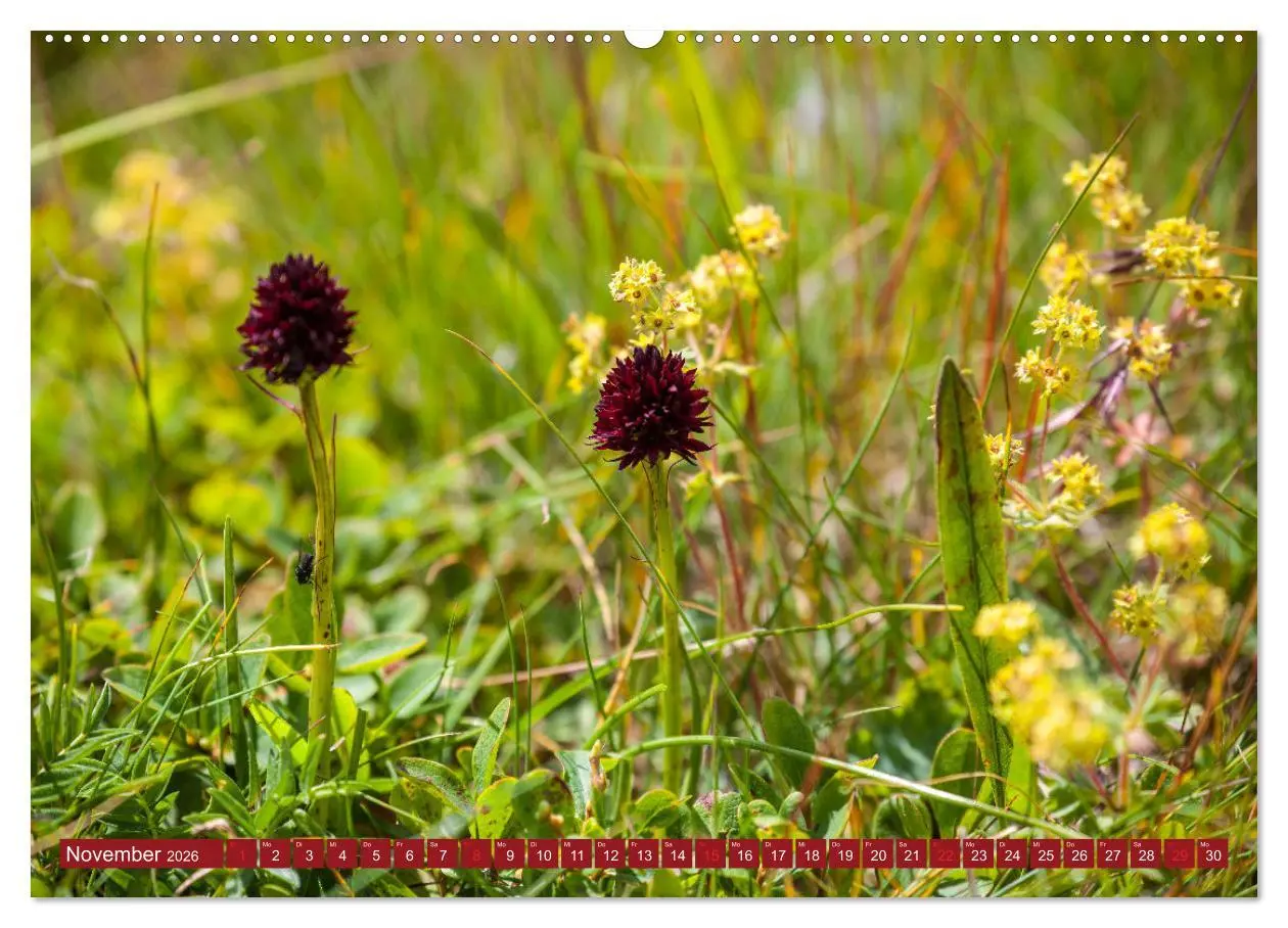 Bild: 9783457277454 | Meine schönsten Alpenblumen (Wandkalender 2026 DIN A2 quer),...