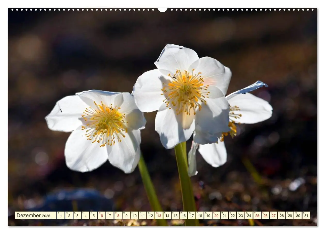 Bild: 9783457277454 | Meine schönsten Alpenblumen (Wandkalender 2026 DIN A2 quer),...