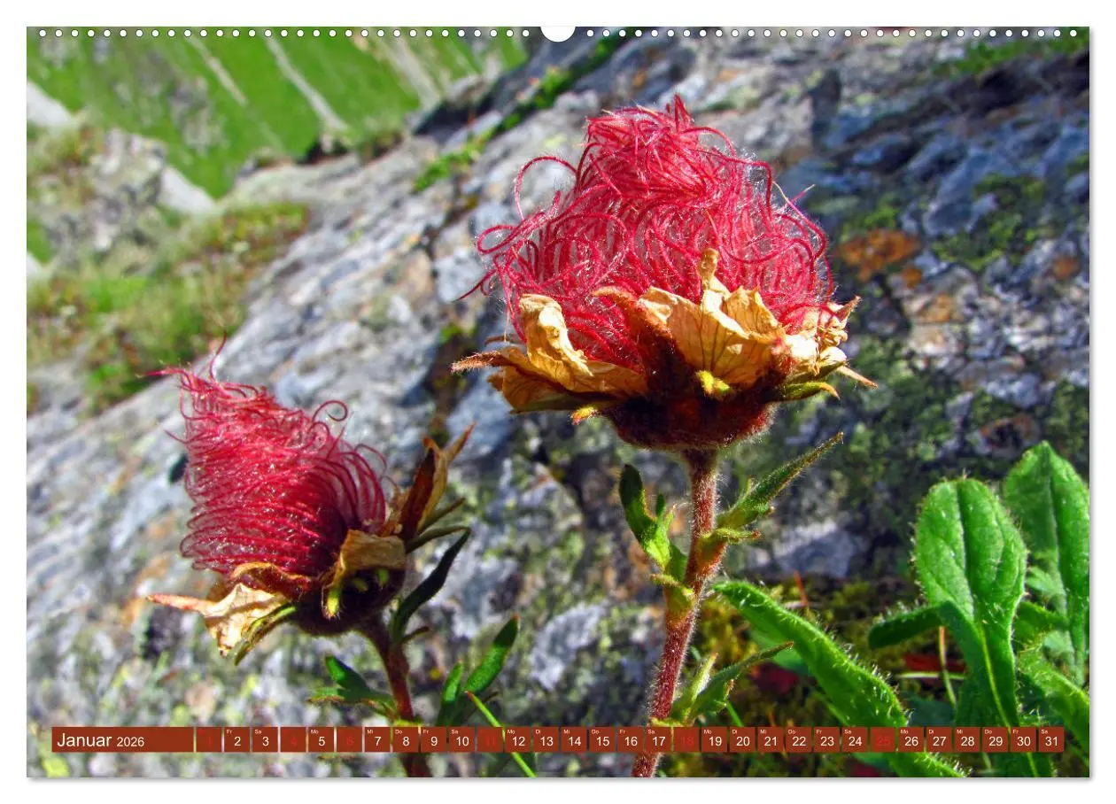Bild: 9783457277454 | Meine schönsten Alpenblumen (Wandkalender 2026 DIN A2 quer),...