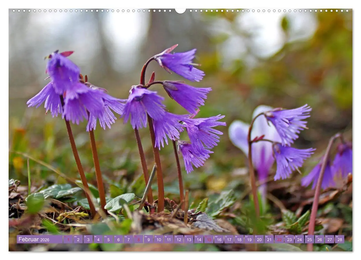 Bild: 9783457277454 | Meine schönsten Alpenblumen (Wandkalender 2026 DIN A2 quer),...