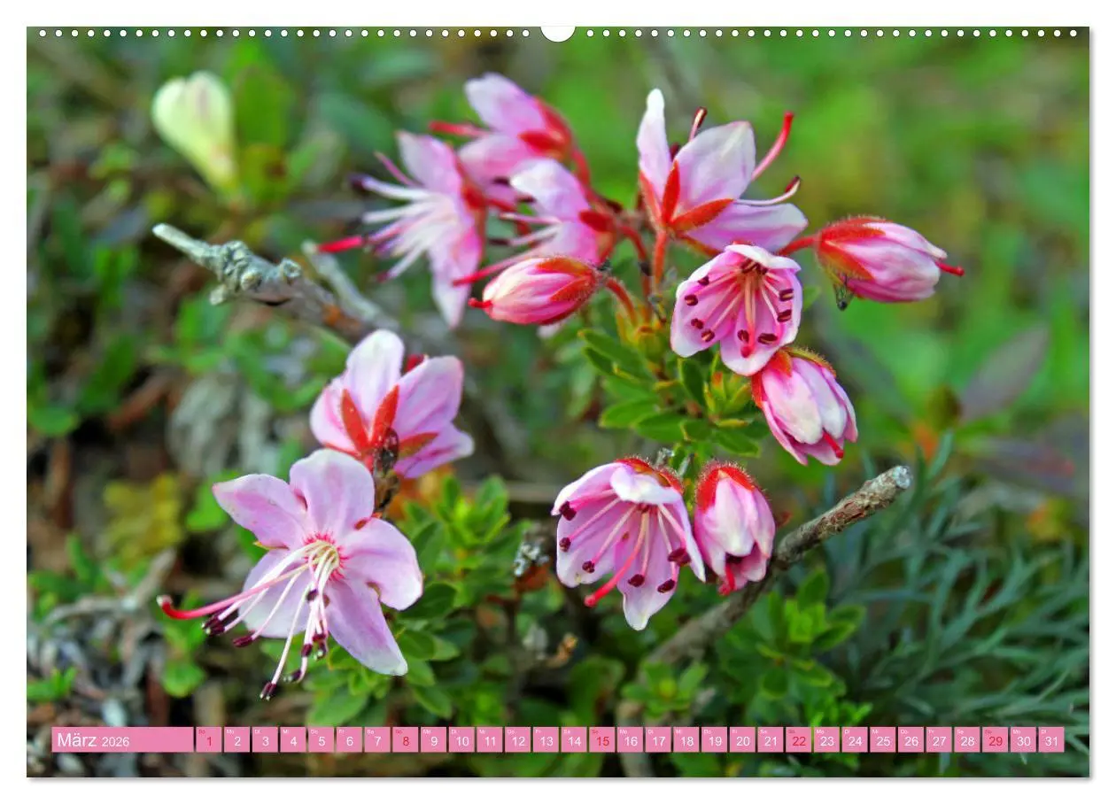 Bild: 9783457277454 | Meine schönsten Alpenblumen (Wandkalender 2026 DIN A2 quer),...