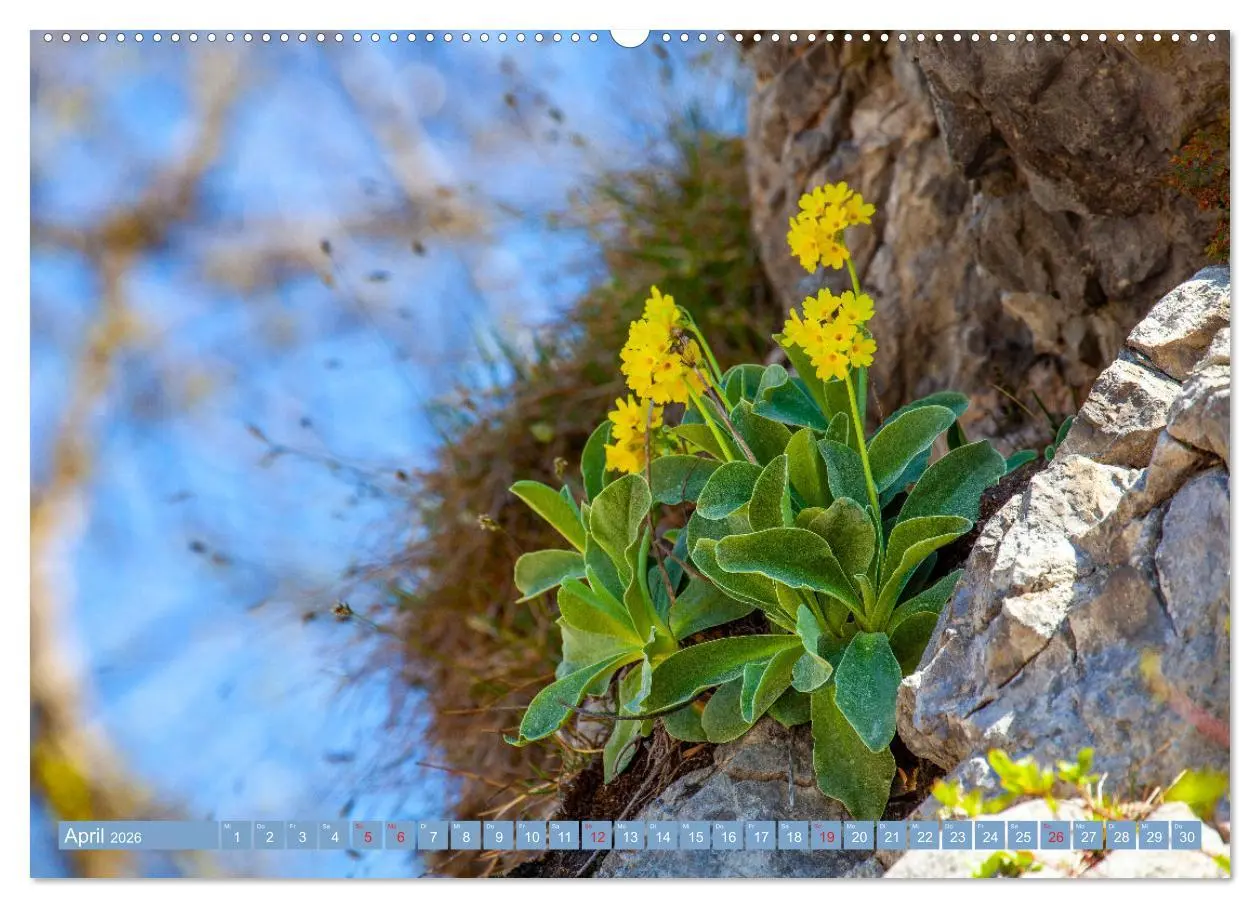 Bild: 9783457277454 | Meine schönsten Alpenblumen (Wandkalender 2026 DIN A2 quer),...
