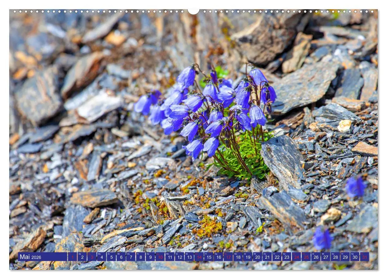 Bild: 9783457277454 | Meine schönsten Alpenblumen (Wandkalender 2026 DIN A2 quer),...
