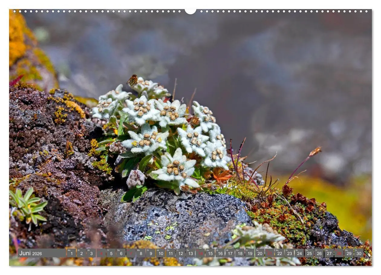 Bild: 9783457277454 | Meine schönsten Alpenblumen (Wandkalender 2026 DIN A2 quer),...
