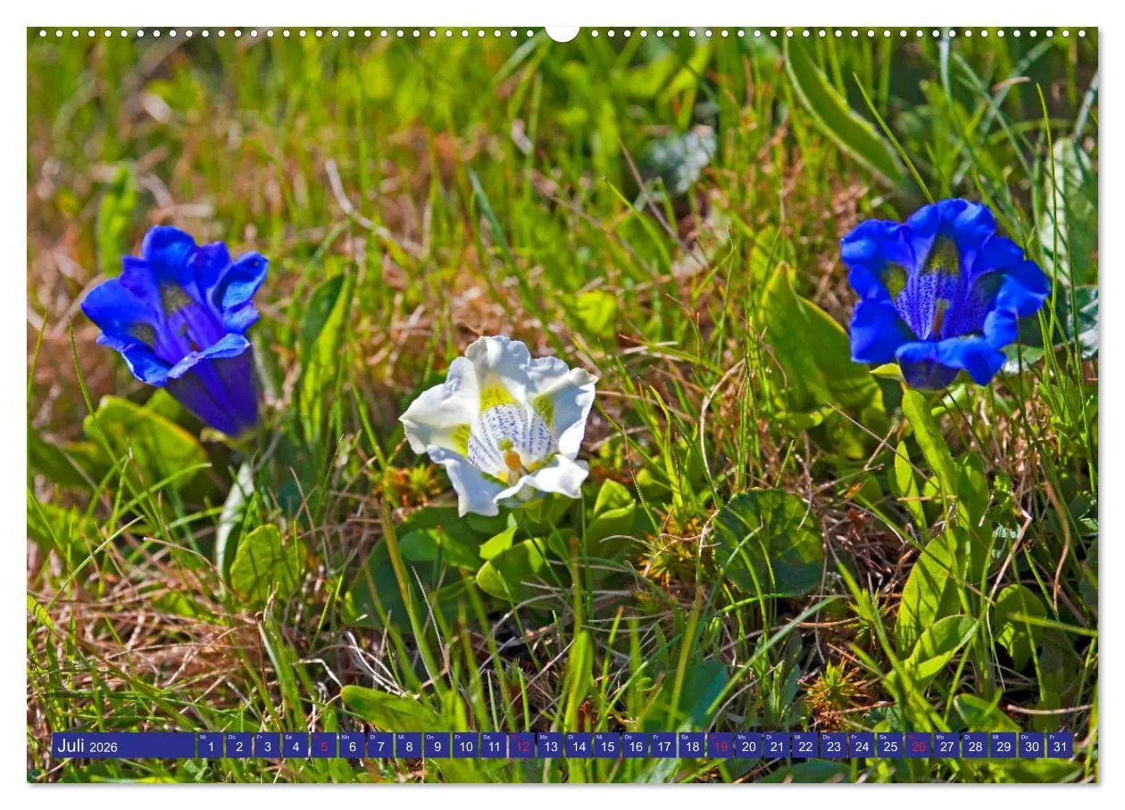 Bild: 9783457277454 | Meine schönsten Alpenblumen (Wandkalender 2026 DIN A2 quer),...