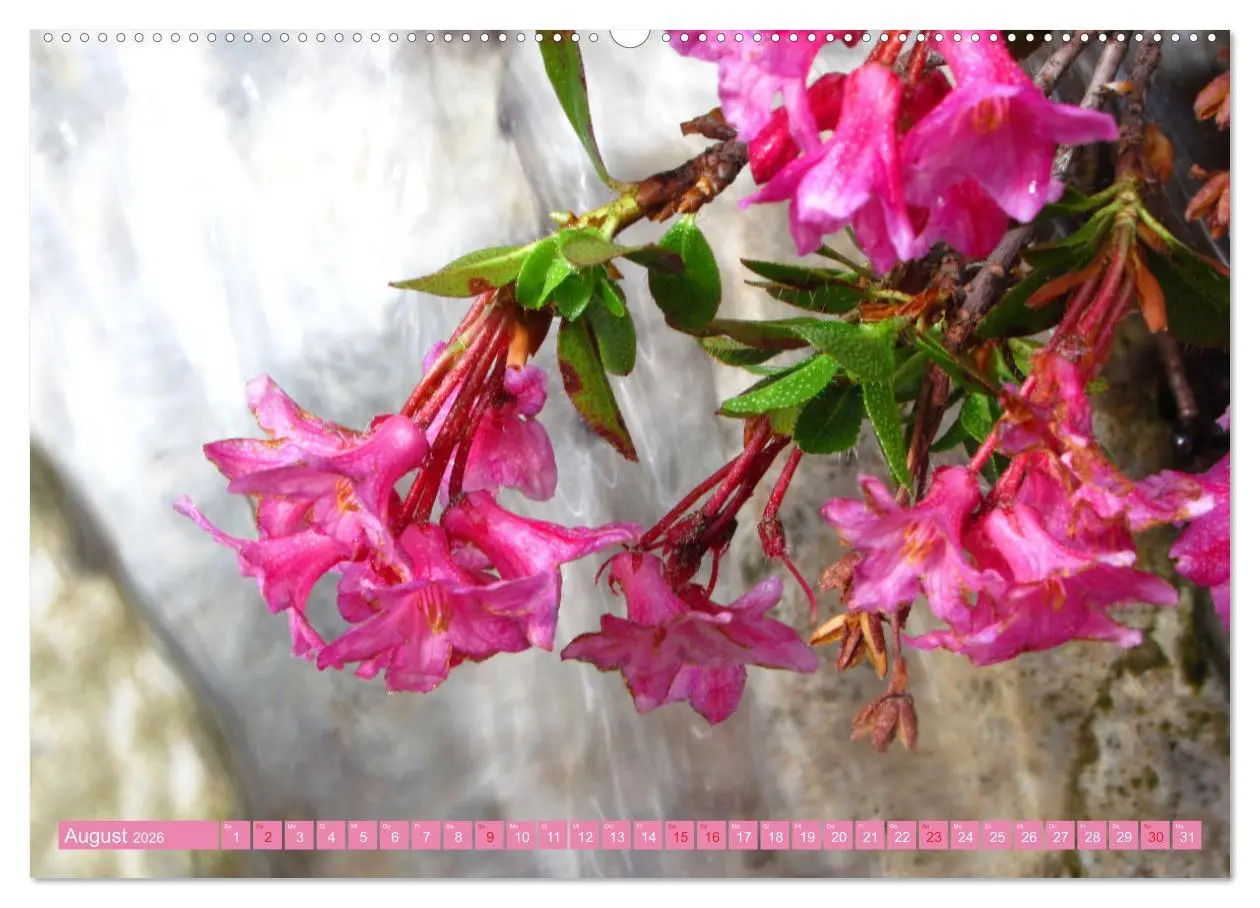 Bild: 9783457277454 | Meine schönsten Alpenblumen (Wandkalender 2026 DIN A2 quer),...