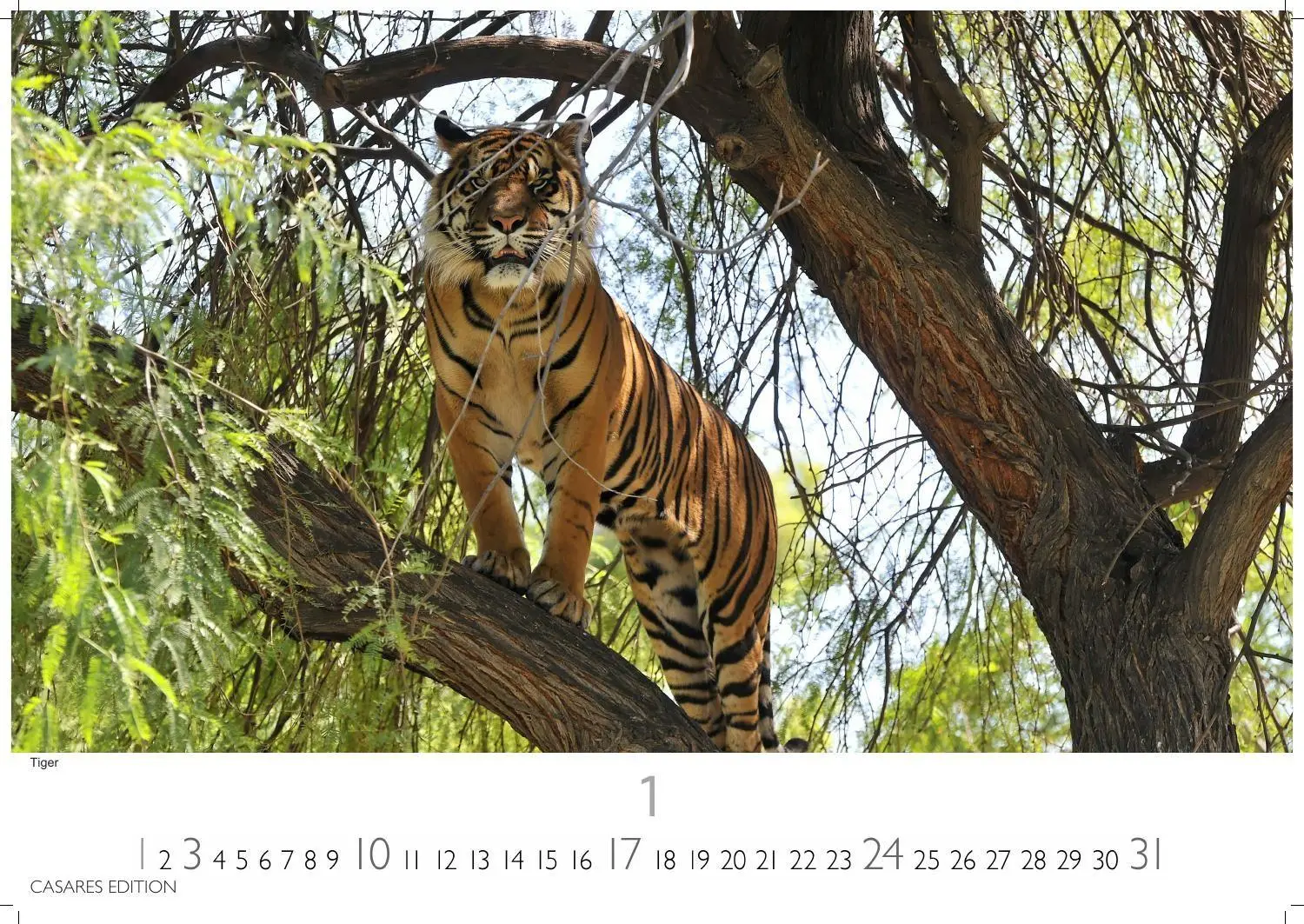 Bild: 9781835247754 | Big Cats Kalender 2027 - Wandkalender Fotokalender Tierkalender...