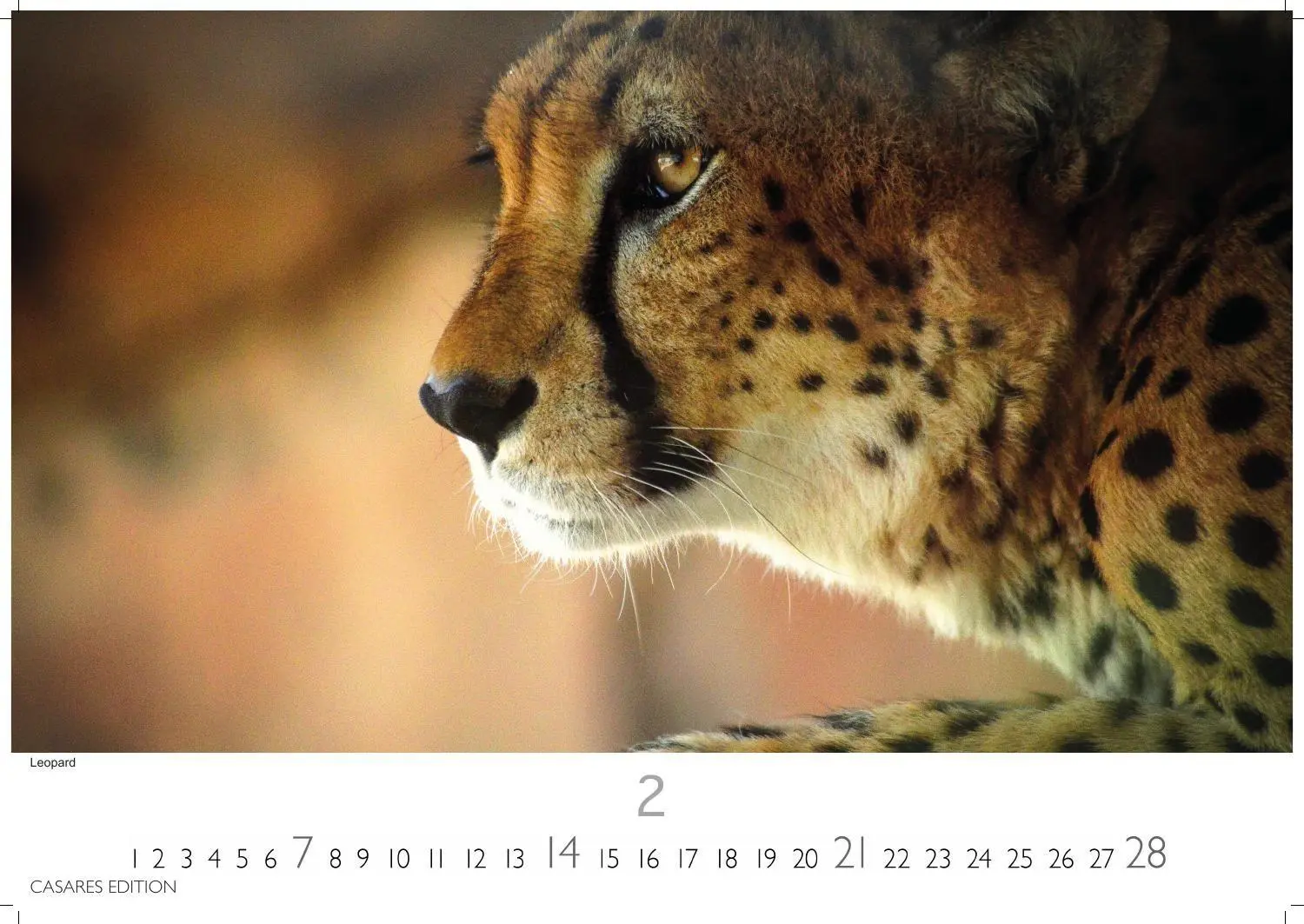 Bild: 9781835247754 | Big Cats Kalender 2027 - Wandkalender Fotokalender Tierkalender...