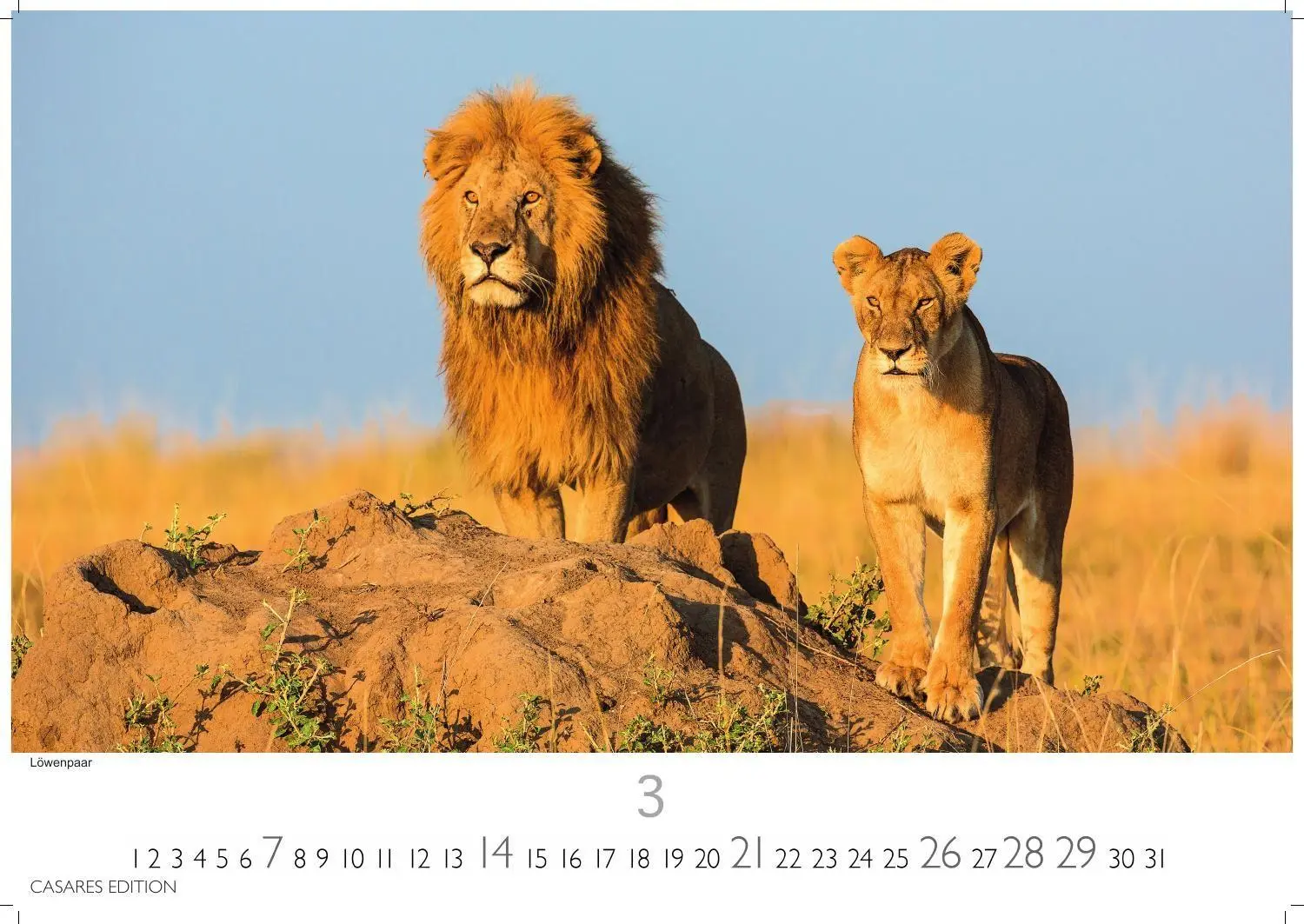 Bild: 9781835247754 | Big Cats Kalender 2027 - Wandkalender Fotokalender Tierkalender...