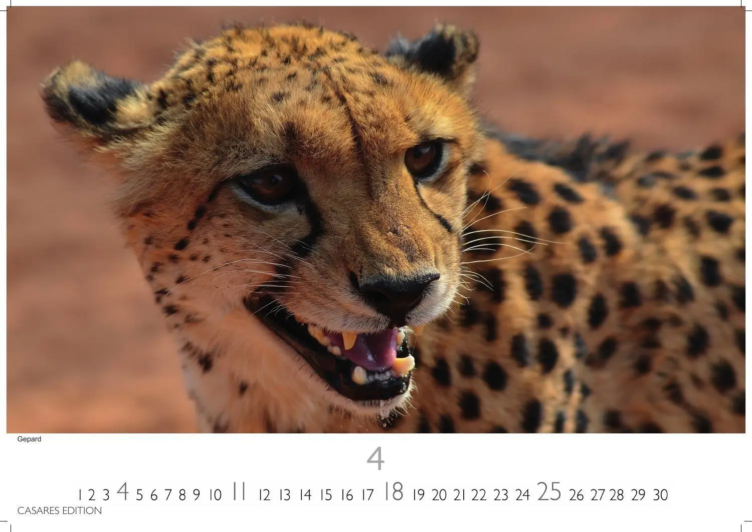 Bild: 9781835247754 | Big Cats Kalender 2027 - Wandkalender Fotokalender Tierkalender...